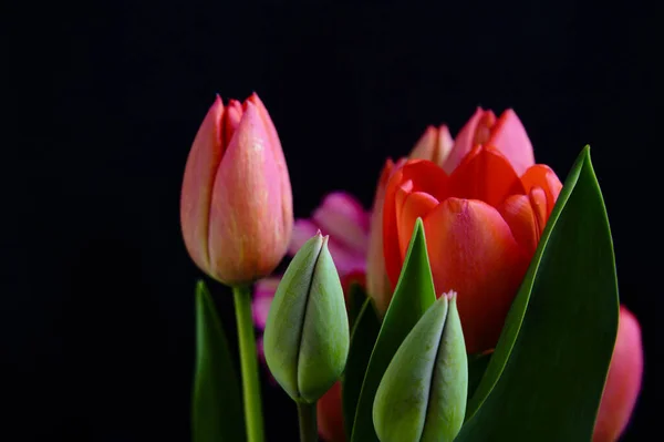 Strauß Schöner Tulpen Auf Dunklem Hintergrund Frühlingskonzept Nahsicht — Stockfoto