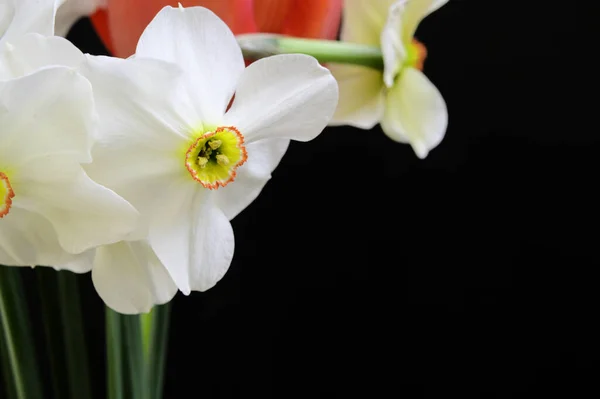 Buquê Flores Bonitas Fundo Escuro Conceito Primavera Vista Próxima — Fotografia de Stock