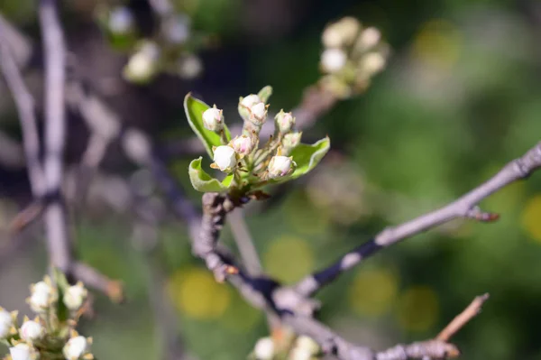 Ramos Cerejeira Com Belas Flores Close Conceito Primavera — Fotografia de Stock