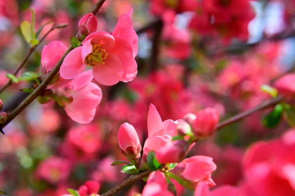 美しい花が咲く桜の木の枝クローズアップ春のコンセプト — ストック写真