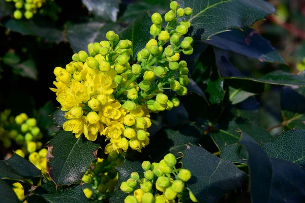 Strauch Von Schönen Blumen Wächst Garten Sonnigen Frühlingstag — Stockfoto