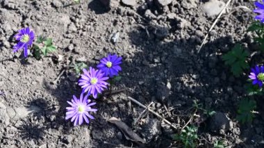 Baharın güneşli günlerinde bahçede büyüyen güzel çiçekler. 