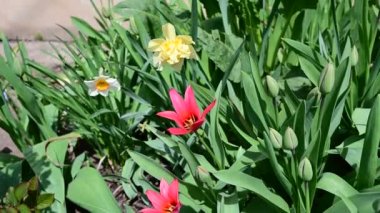 Baharın güneşli günlerinde bahçede büyüyen güzel çiçekler. 