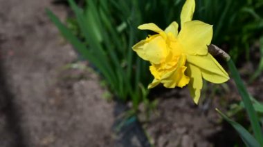 Baharın güneşli günlerinde bahçede yetişen güzel nergis. 