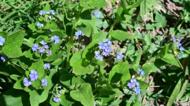 Baharın güneşli günlerinde bahçede büyüyen güzel çiçekler. 