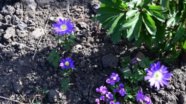 Baharın güneşli günlerinde bahçede büyüyen güzel çiçekler. 