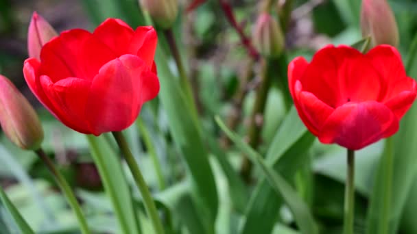 Mooie Narcis Groeien Tuin Het Voorjaar Zonnige Dag — Stockvideo