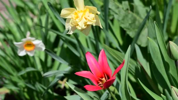 Krásné Květiny Rostoucí Zahradě Jaře Slunečný Den — Stock video