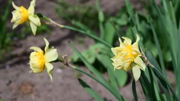 Bellissimi Narcisi Che Crescono Giardino Primavera Giornata Sole — Video Stock