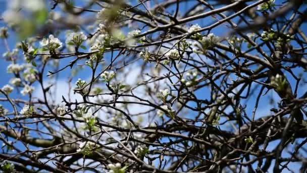 Körsbärsträd Grenar Med Vackra Blommor Närbild Vår Koncept — Stockvideo