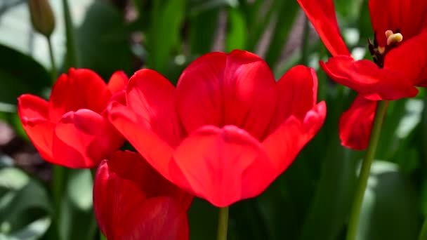 Mooie Tulpen Groeien Tuin Het Voorjaar Zonnige Dag — Stockvideo