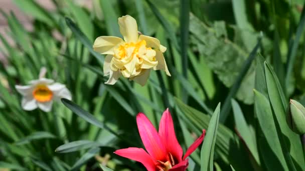 Schöne Blumen Wachsen Garten Sonnigen Frühlingstag — Stockvideo