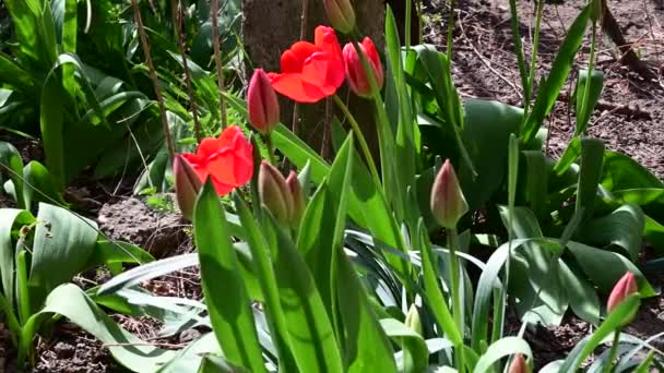 Krásné Tulipány Rostoucí Zahradě Jaře Slunečný Den — Stock video
