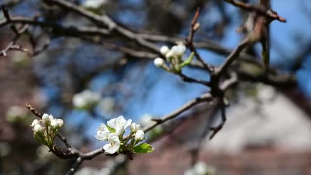Kirschbaumzweige Mit Schönen Blüten Nahaufnahme Frühlingskonzept — Stockvideo