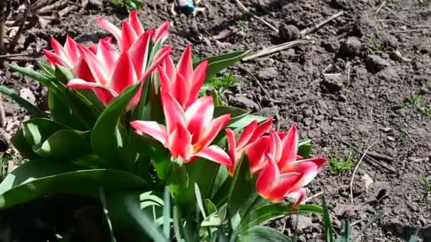 Mooie Tulpen Groeien Tuin Het Voorjaar Zonnige Dag — Stockvideo