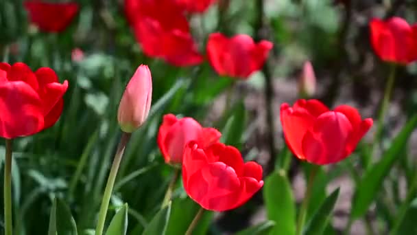 美丽的郁金香在春光明媚的日子长在花园里 — 图库视频影像
