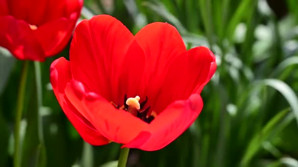 Gyönyörű Tulipánok Nőnek Kertben Tavaszi Napsütéses Napon — Stock videók