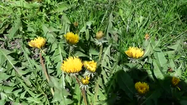 Belos Dentes Leão Crescendo Jardim Dia Ensolarado Primavera — Vídeo de Stock