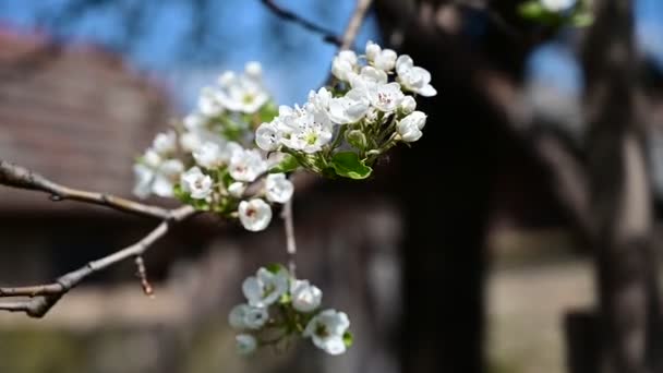 Kirschbaumzweige Mit Schönen Blüten Nahaufnahme Frühlingskonzept — Stockvideo