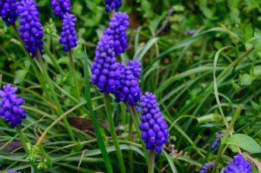 Güneşli baharda bahçede büyüyen güzel fare sümbülü. 