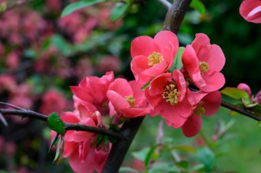 Güzel çiçekli kiraz ağacı dalları, yakın plan, bahar konsepti.  