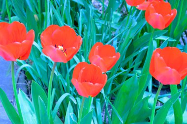 Baharın güneşli günlerinde bahçede büyüyen güzel laleler. 