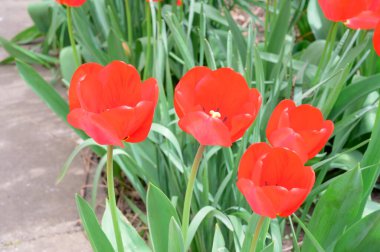 Baharın güneşli günlerinde bahçede büyüyen güzel laleler. 