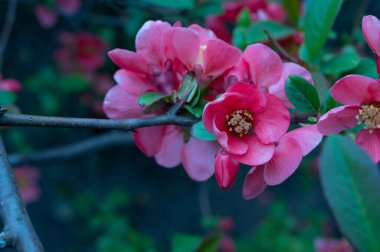 Güzel çiçekli kiraz ağacı dalları, yakın plan, bahar konsepti.  