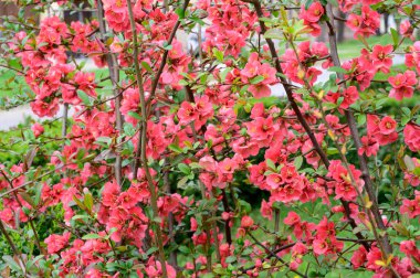 Güzel çiçekli kiraz ağacı dalları, yakın plan, bahar konsepti.  