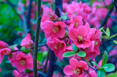 Güzel çiçekli kiraz ağacı dalları, yakın plan, bahar konsepti.  