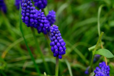Güneşli baharda bahçede büyüyen güzel fare sümbülü. 