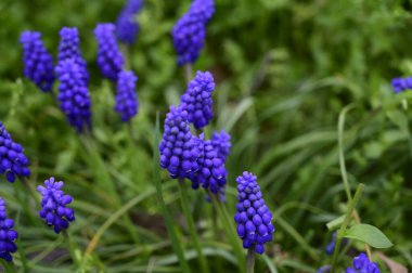 Güneşli baharda bahçede büyüyen güzel fare sümbülü. 