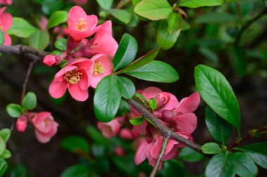 Güzel çiçekli kiraz ağacı dalları, yakın plan, bahar konsepti.  