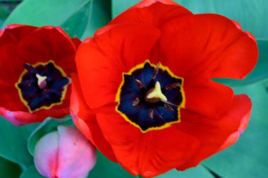 Baharın güneşli günlerinde bahçede büyüyen güzel laleler. 