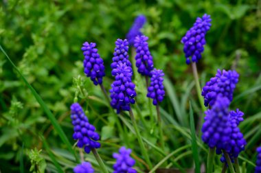 Güneşli baharda bahçede büyüyen güzel fare sümbülü. 
