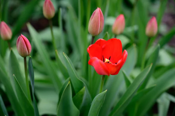 Belles Tulipes Poussant Dans Jardin Printemps Journée Ensoleillée — Photo