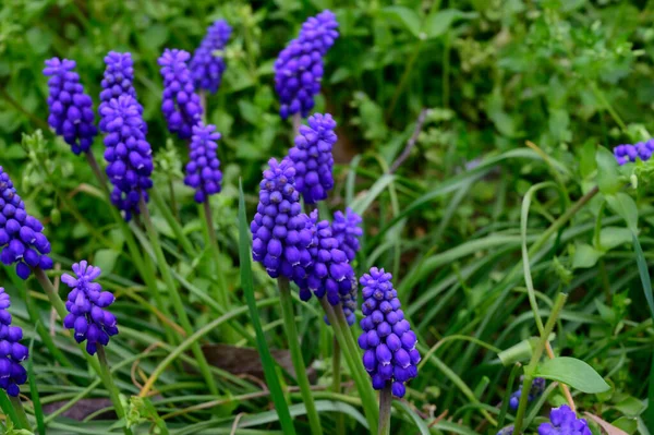 Hermoso Ratón Jacinto Creciendo Jardín Primavera Día Soleado — Foto de Stock