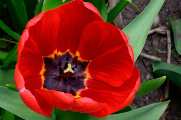 Schöne Tulpe Wächst Garten Sonnigen Frühlingstag — Stockfoto