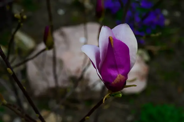 Κλαδί Μανόλιας Δέντρο Όμορφο Λουλούδι Στο Φόντο Του Ουρανού Close — Φωτογραφία Αρχείου
