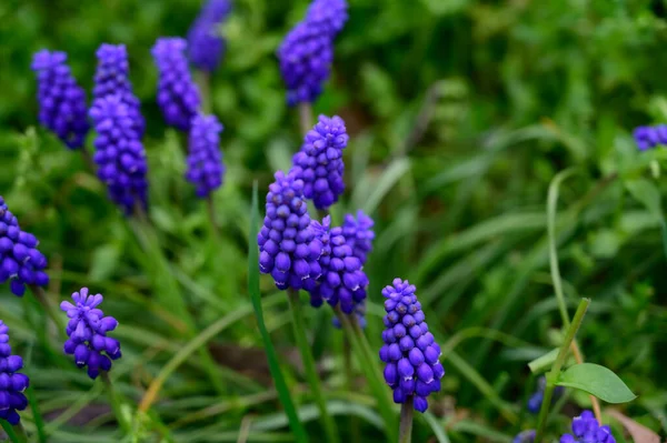 Hermoso Ratón Jacinto Creciendo Jardín Primavera Día Soleado — Foto de Stock