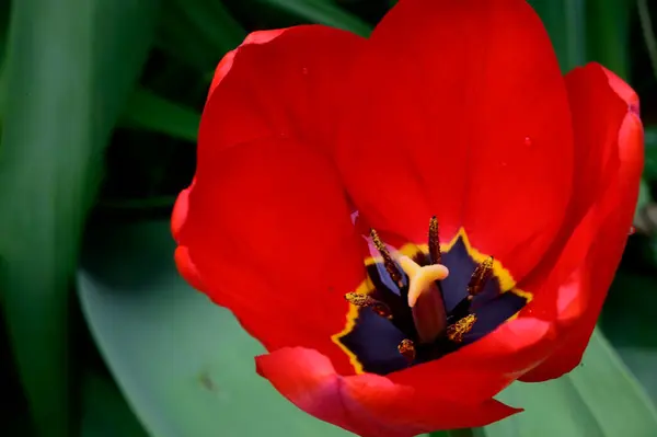 Schöne Tulpe Wächst Garten Sonnigen Frühlingstag — Stockfoto