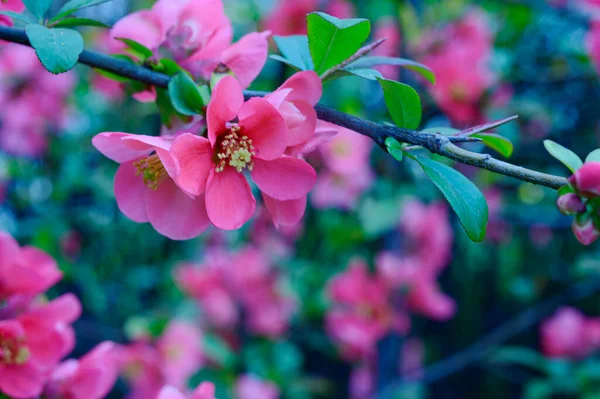cherry tree branches with beautiful flowers, close-up, spring concept  