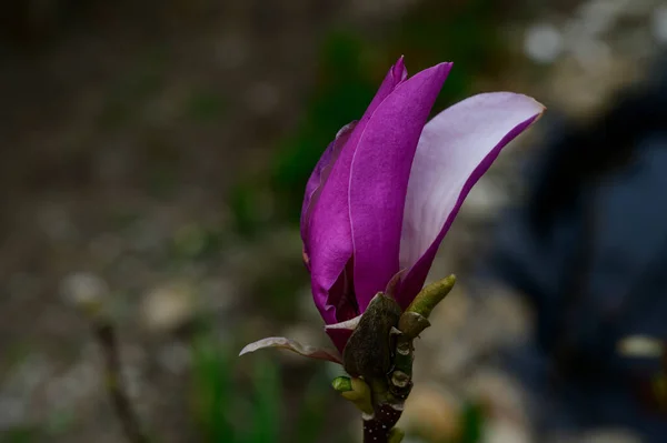 Rama Árbol Magnolias Con Hermosa Flor Fondo Del Cielo Primer —  Fotos de Stock