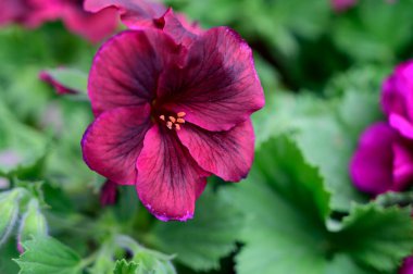 Güneşli yaz gününde bahçede yetişen güzel çiçekler. 