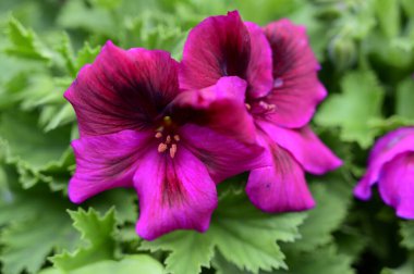 Güneşli yaz gününde bahçede yetişen güzel çiçekler. 