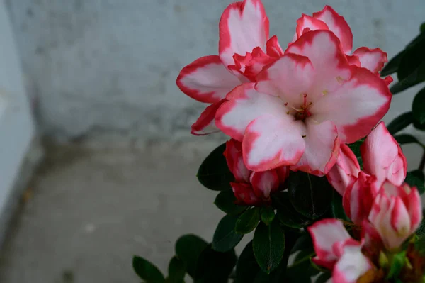 Красиві Домашні Квіти Розмитому Фоні Концепція Весни Вид Близької Відстані — стокове фото