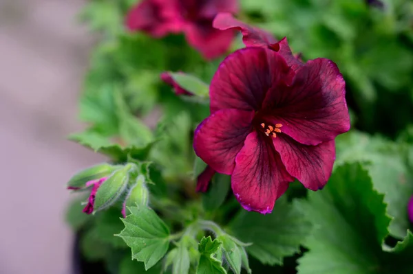 Mooie Bloemen Groeien Tuin Zomer Zonnige Dag — Stockfoto