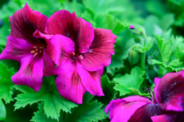 Bellissimi Fiori Che Crescono Giardino Estate Giornata Sole — Foto Stock