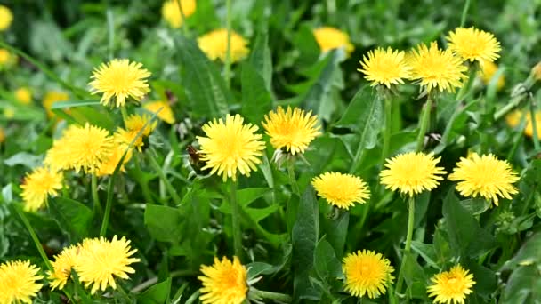 Красивые Одуванчики Растущие Саду Весной Солнечный День — стоковое видео