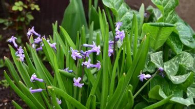 Baharın güneşli günlerinde bahçede büyüyen güzel çiçekler. 